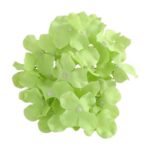 10 fleurs d hortensia vert