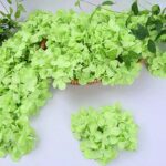 10 fleurs d hortensia vert 2