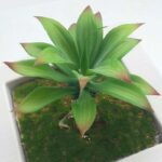 agave artificiel vert et rouge 2