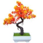 bonsai flamboyant