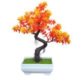 bonsai flamboyant 2