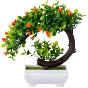 bonsai flamboyant rouge