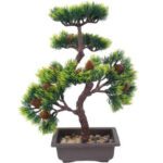 bonsai pomme de pin