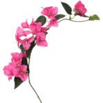 bougainvillier rose fushia