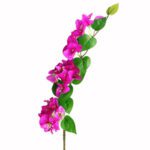 bougainvillier violet