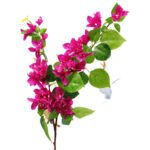 bougainvilliers violet