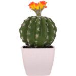 cactus pour bureau 2