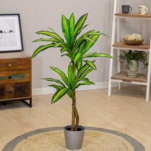 dracaena cintho 2