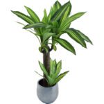 dracaena surculosa