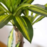 dracaena surculosa 3