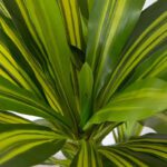 dracaena yucca 3