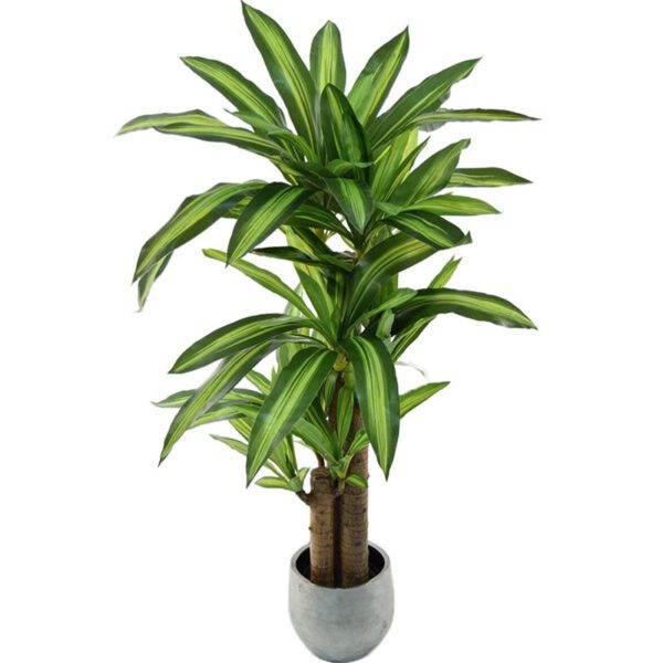 dracaena yucca