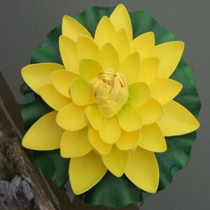 fleur de nenuphar jaune 2