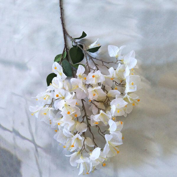 fleurs de bougainvillier blanc 2