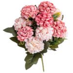 hortensia blanc et rose