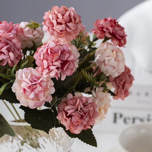 hortensia blanc et rose 2