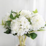 hortensia hydrangea blanc 2