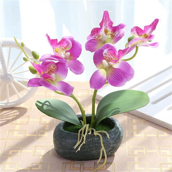 orchidee d exterieur en pot