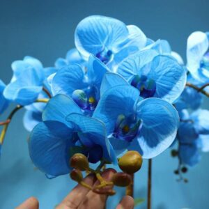 orchidee phalaenopsis bleu 2