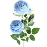 pivoine arbustive bleue 2