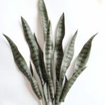 plante agave artificiel 2