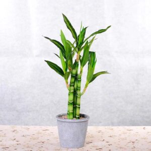 plante artificielle bambou 2