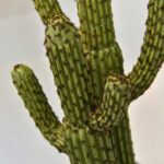 plante artificielle cactus 3