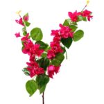 rose bougainvillier