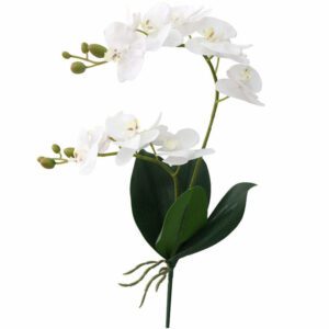 tige d orchidee blanche