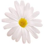 10 fausses fleurs de marguerite