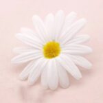 10 fausses fleurs de marguerite 2