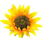 6 fleurs artificielles de tournesol 2