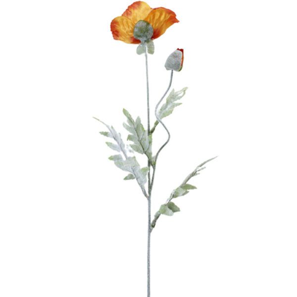 fleur de coquelicot orange