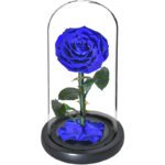 rose eternelle bleue 2