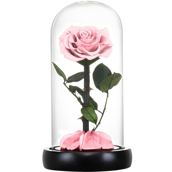 rose eternelle sous cloche 2