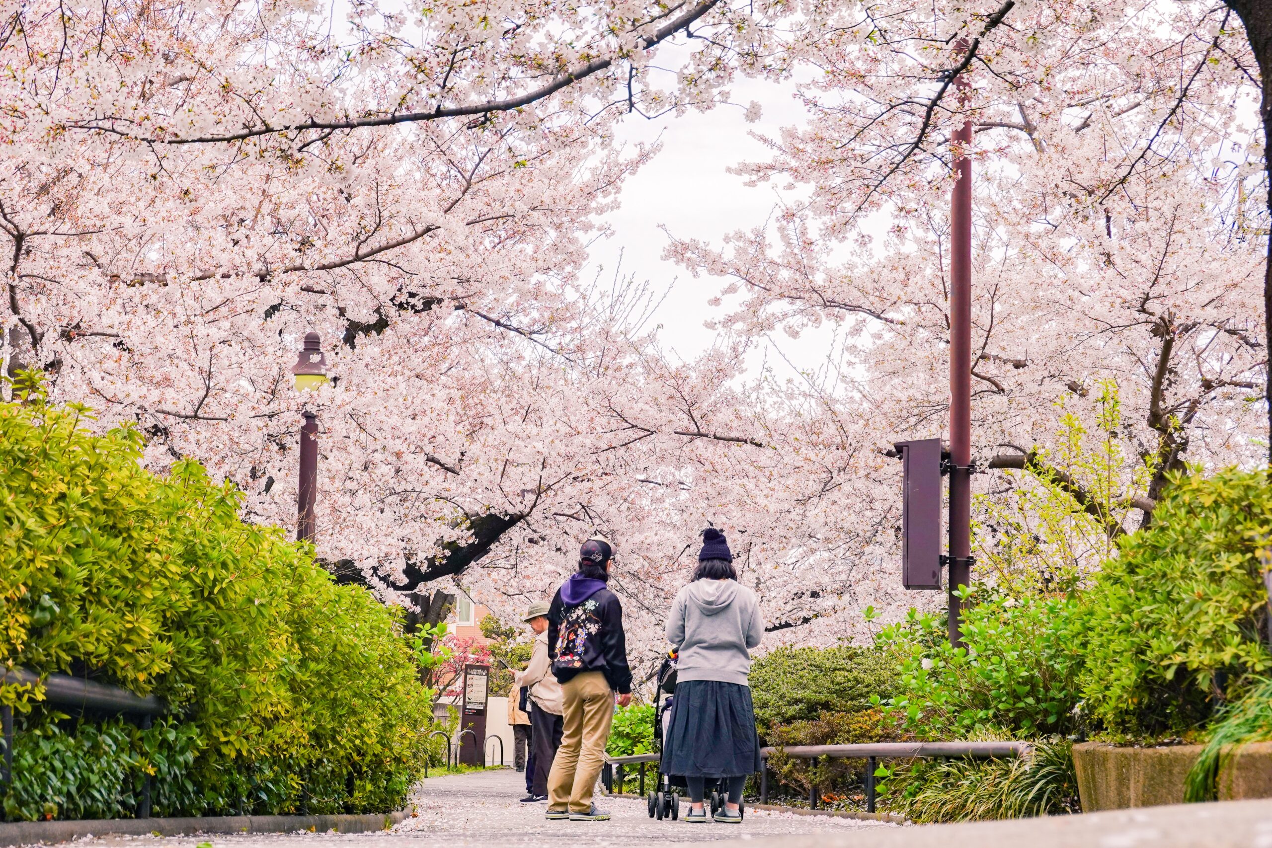 top 5 des parcs ou aller voir le hanami au japon 6