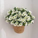 Marguerites artificielles blanches 2