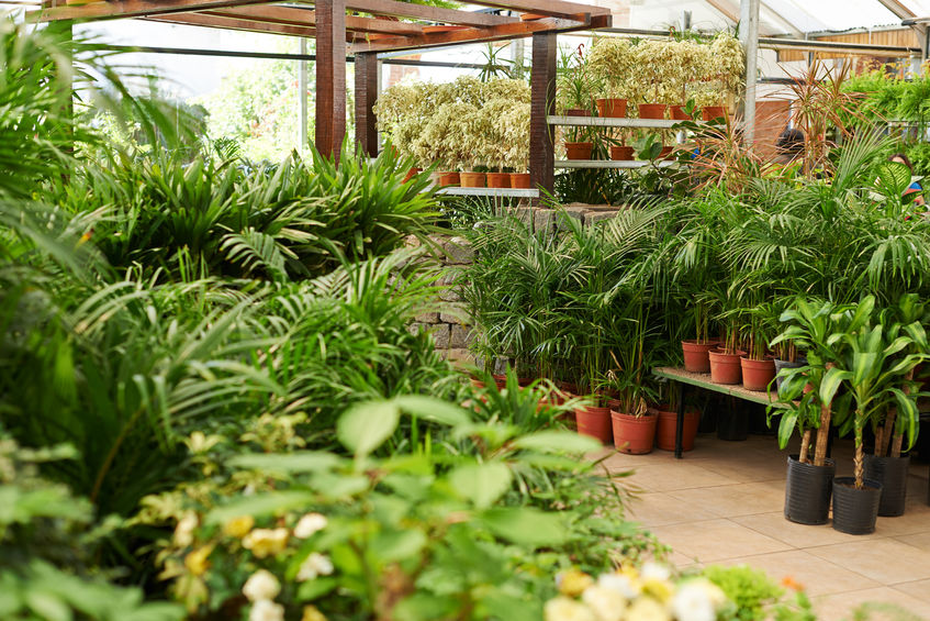 moment idéal pour arroser les plantes