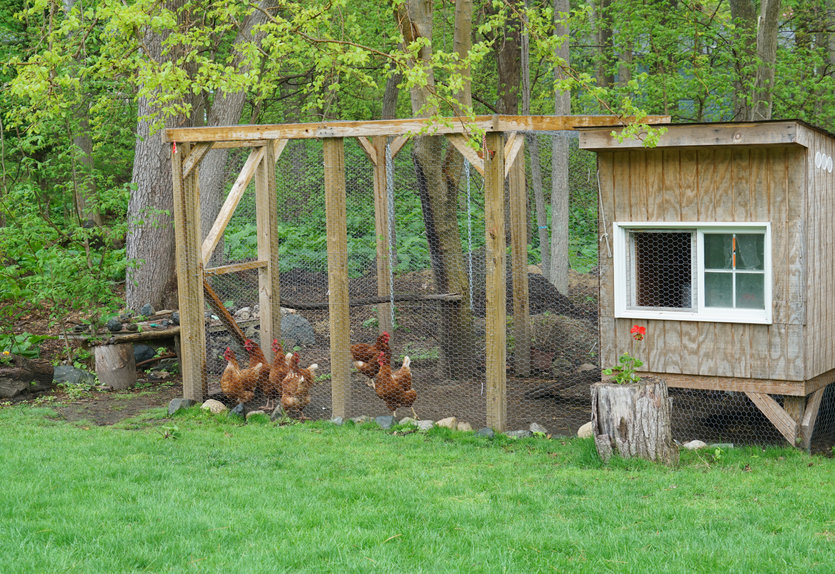 plantes en compagnie des poules