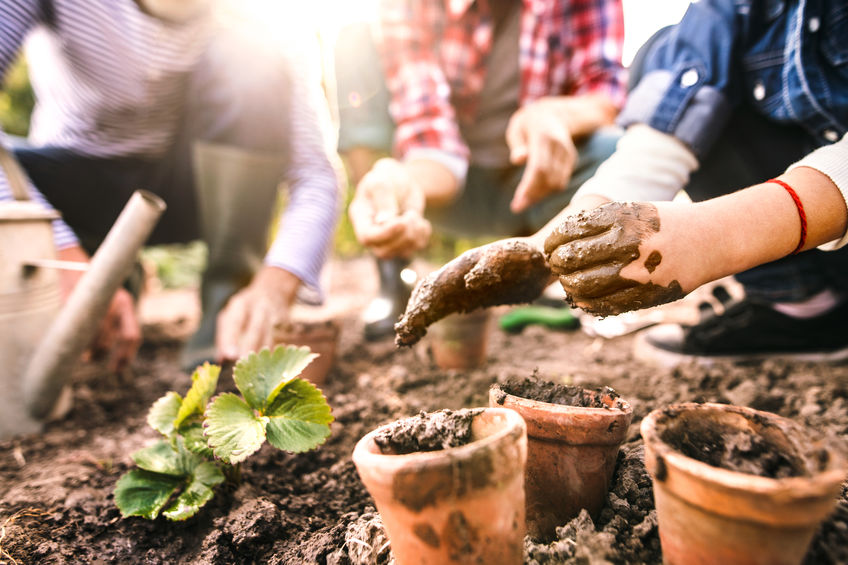 Jardinage dans un poulailler : les soins nécessaires