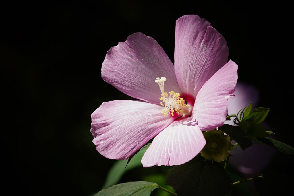 fleur hibiscus botanique