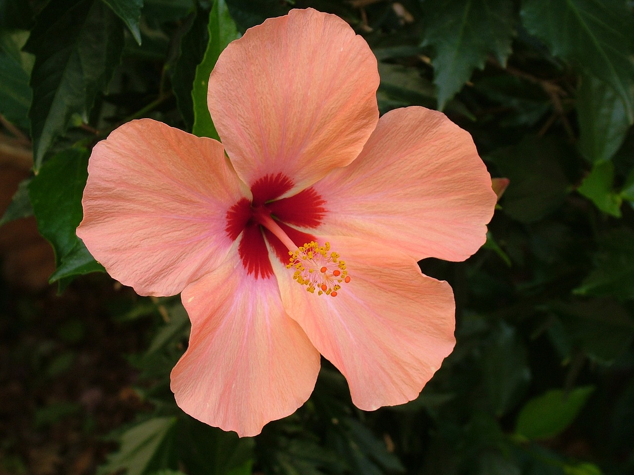 hibiscus des marais