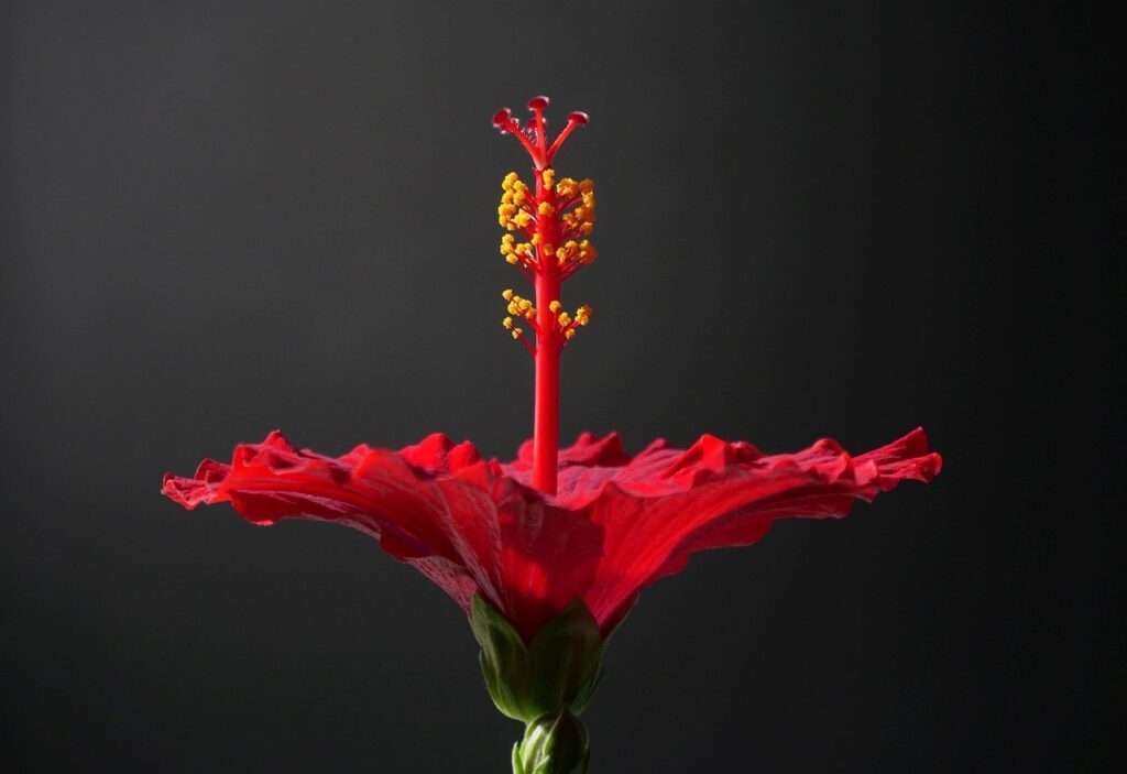 hibiscus marais rouge